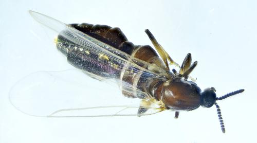 Réf. 296 307 : Scatopse notata